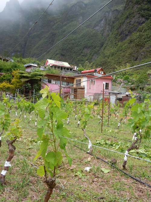 Greffe en chip-budding de Ribol sur Chasselas - lepibiote